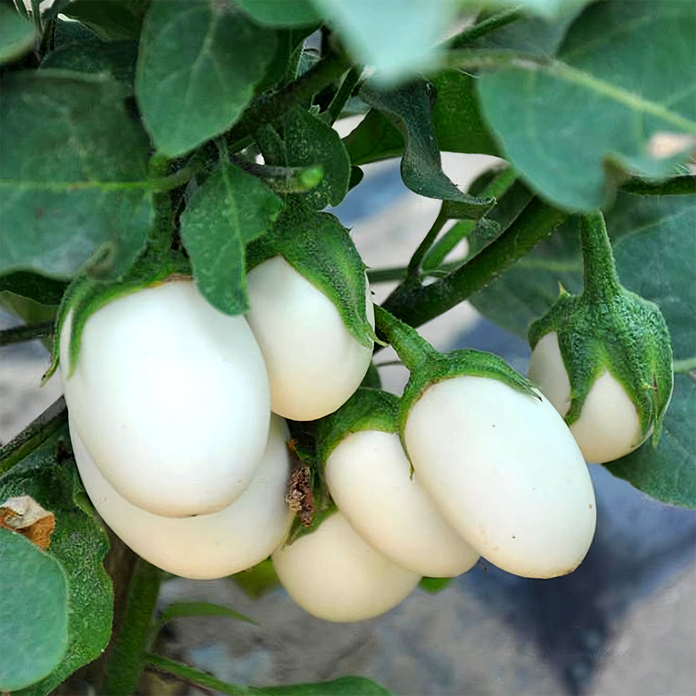 5 Bags (100 Seeds/Bag) of 'White Baby' Round Eggplant Seeds