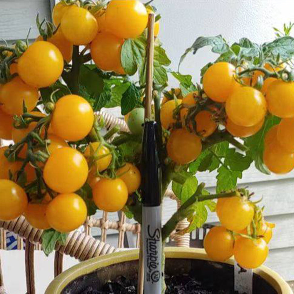 831 Micro Monetka Tomato