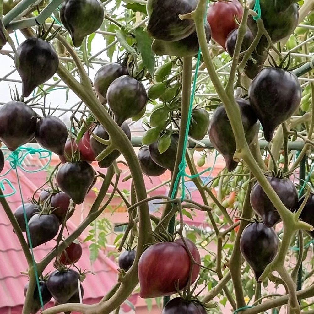 602 Sofia's Fiery Comet Tomato