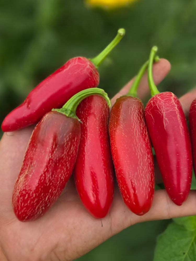 Mexican Chili Pepper
