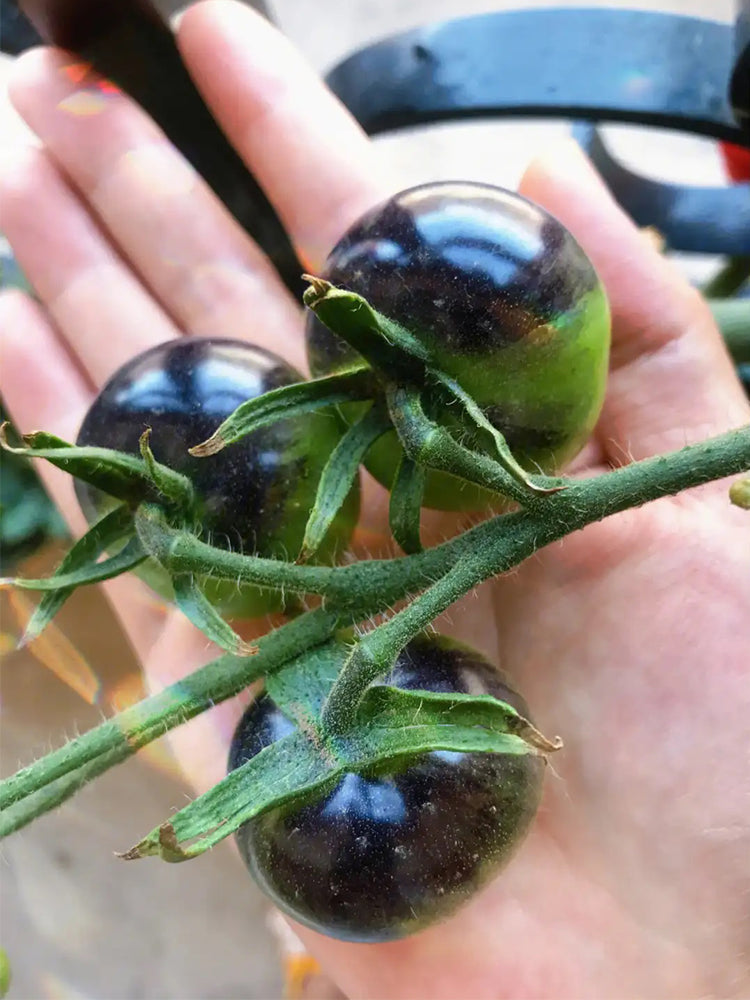 Black Knight Tomatoes
