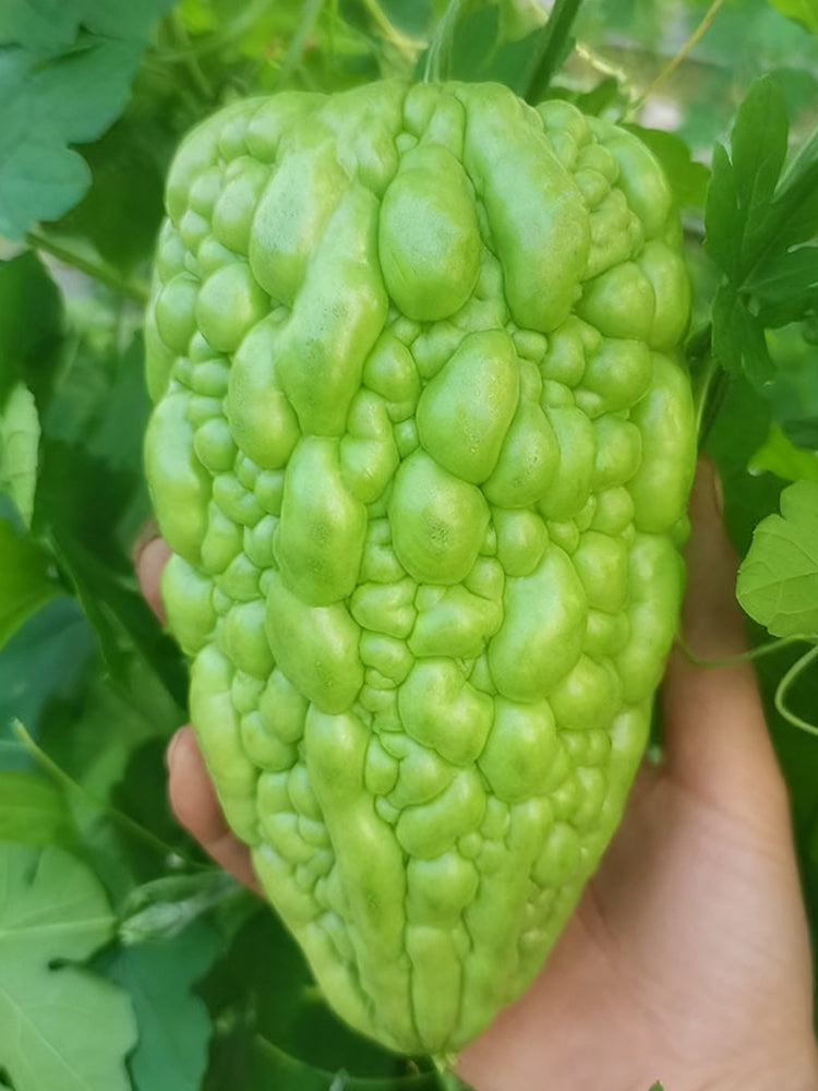 'Kainong Chunbao' Bitter Gourd