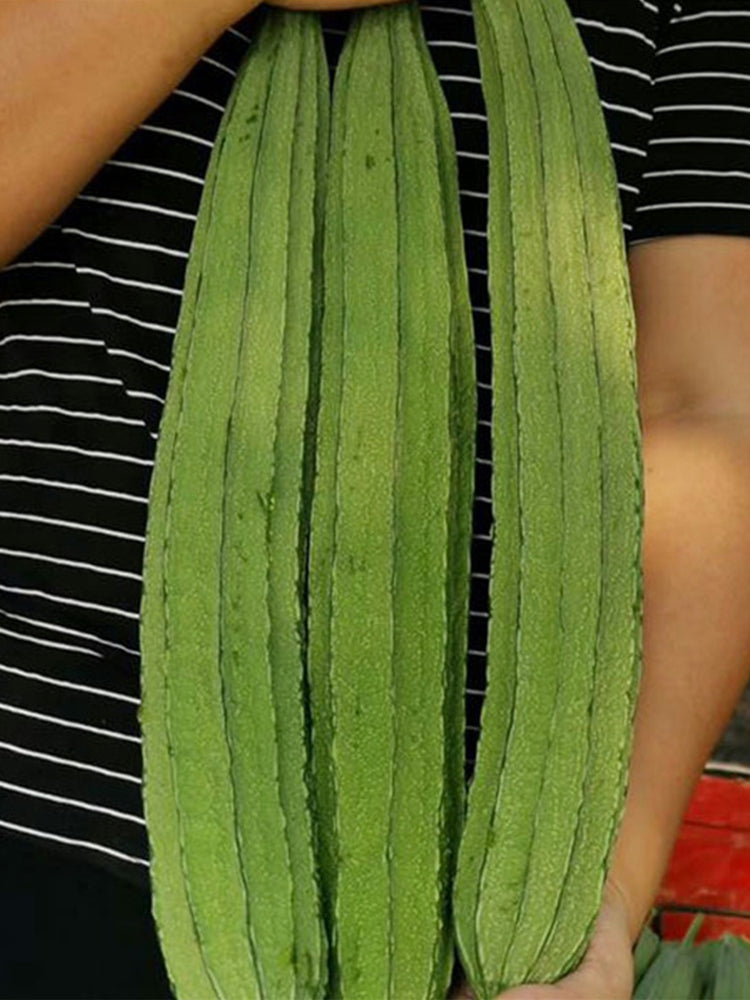 Meiling No.2 Luffa