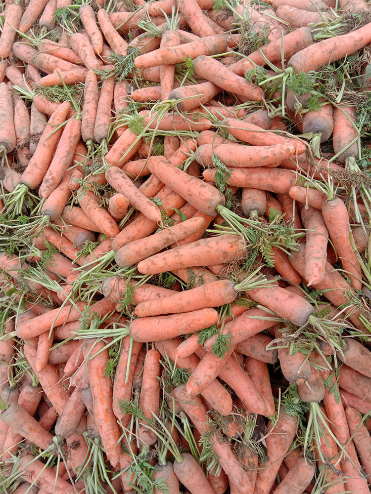 'Xiumei Hongbacun' Carrot