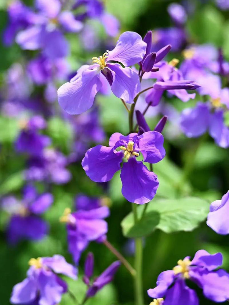 Chinese violet cress (Orychophragmus violaceus)