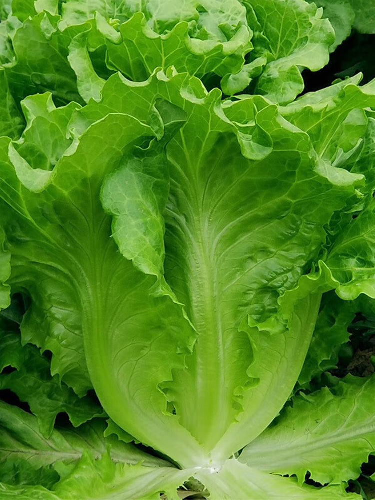 Emerald Crisp' Lettuce (Lactuca sativa L.)
