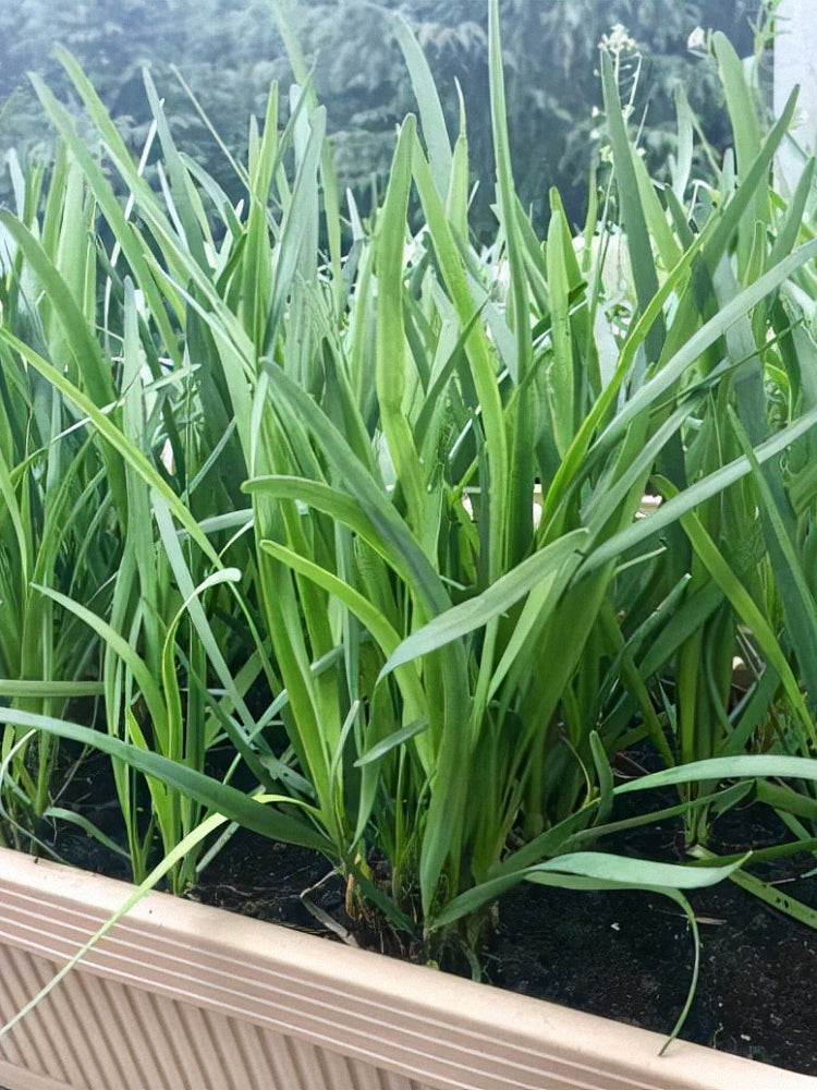 HUAJUN Bonsai Chinese Chives