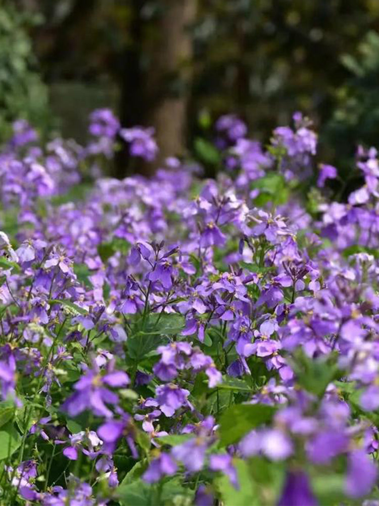 Chinese violet cress (Orychophragmus violaceus)