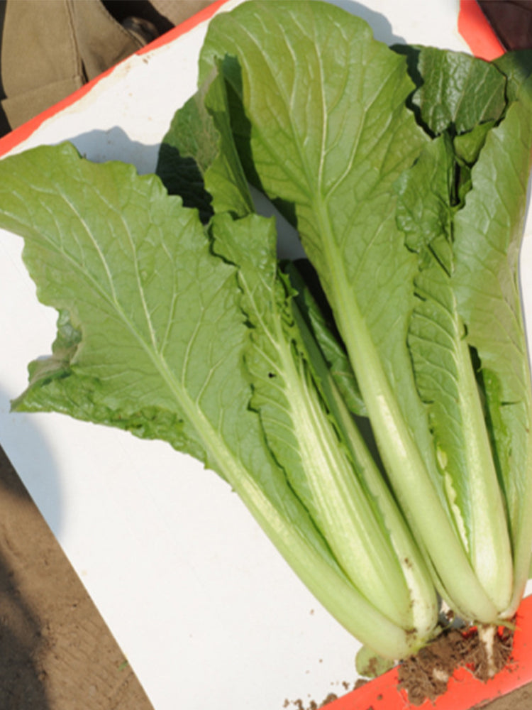 Emerald Green Baby Bok Choy