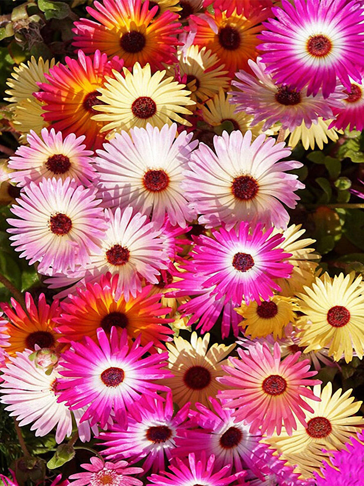 Trailing Ice Plant (Lampranthus spectabilis)
