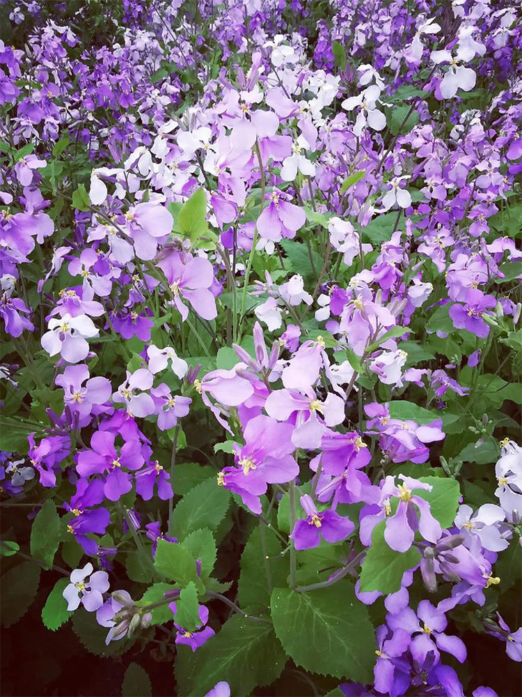 Chinese violet cress (Orychophragmus violaceus)