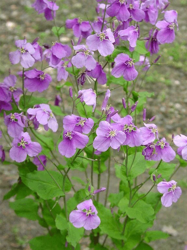 Chinese violet cress (Orychophragmus violaceus)