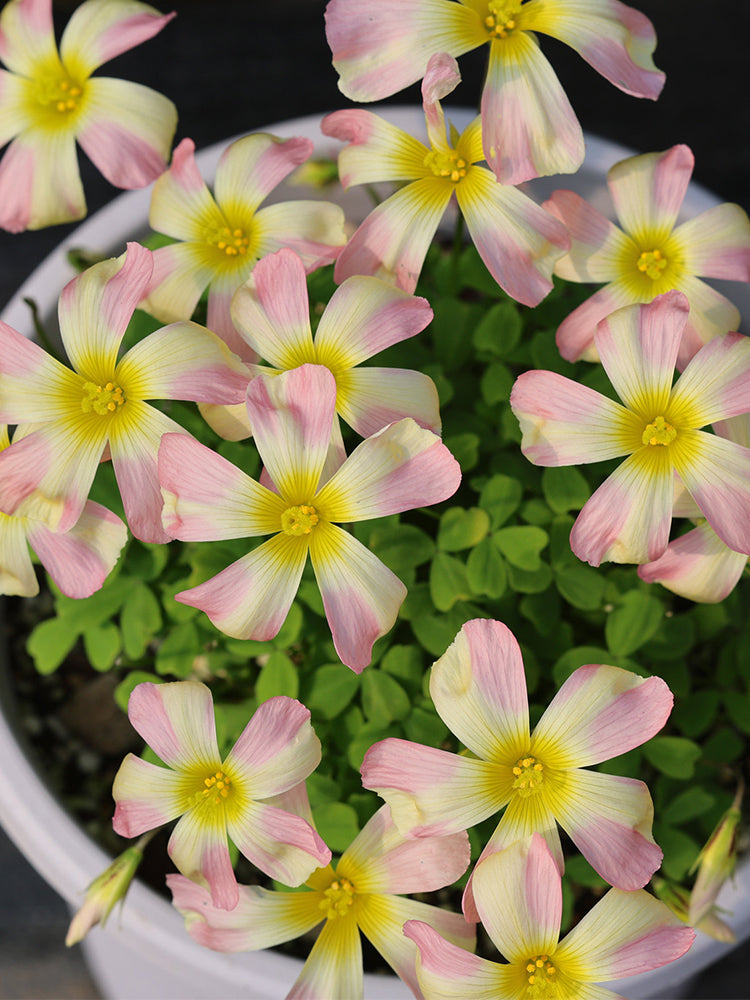 Oxalis 'Butterfly'