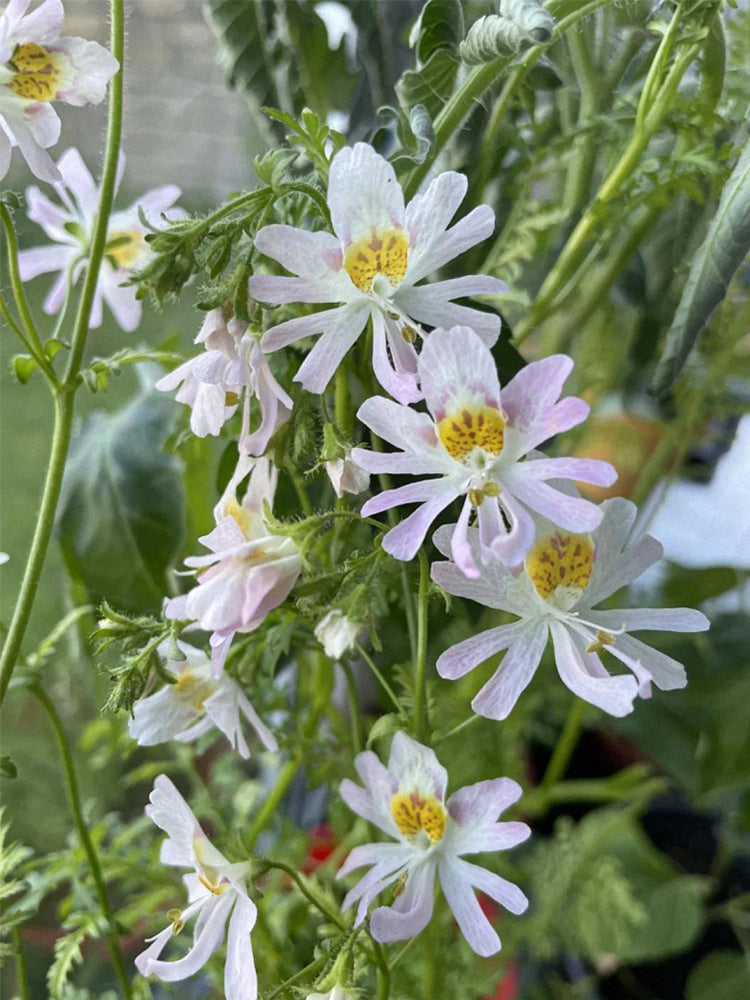 Poor man's Orchid (Schizanthus pinnatus)
