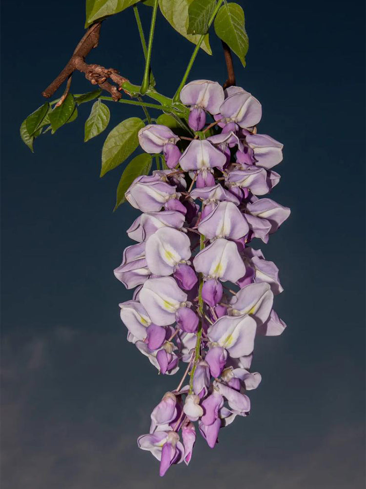 Chinese wisteria (Wisteria sinensis)