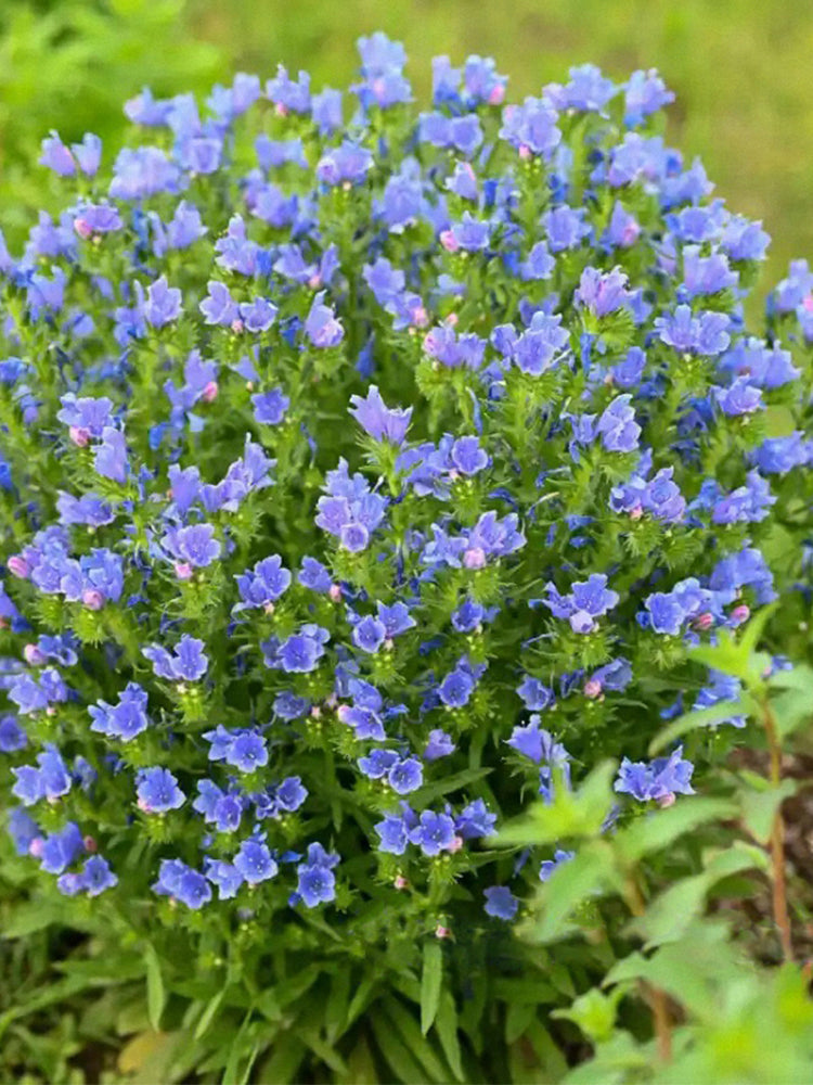 Viper's Bugloss (Echium vulgare)