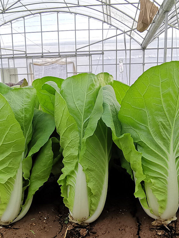 '168' Fast-Grow Bok Choy