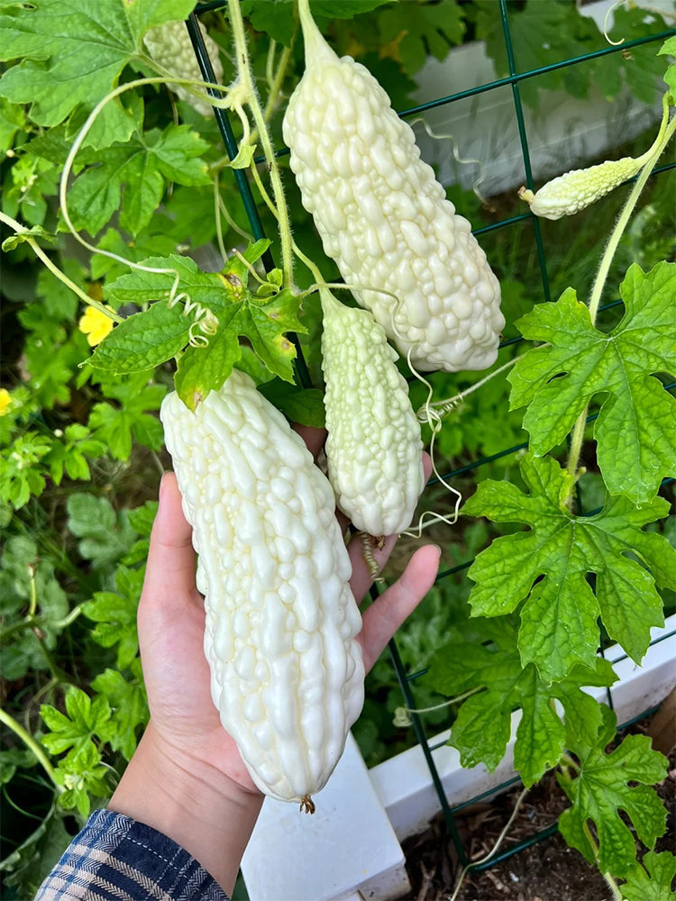Pearl White Bitter Melon