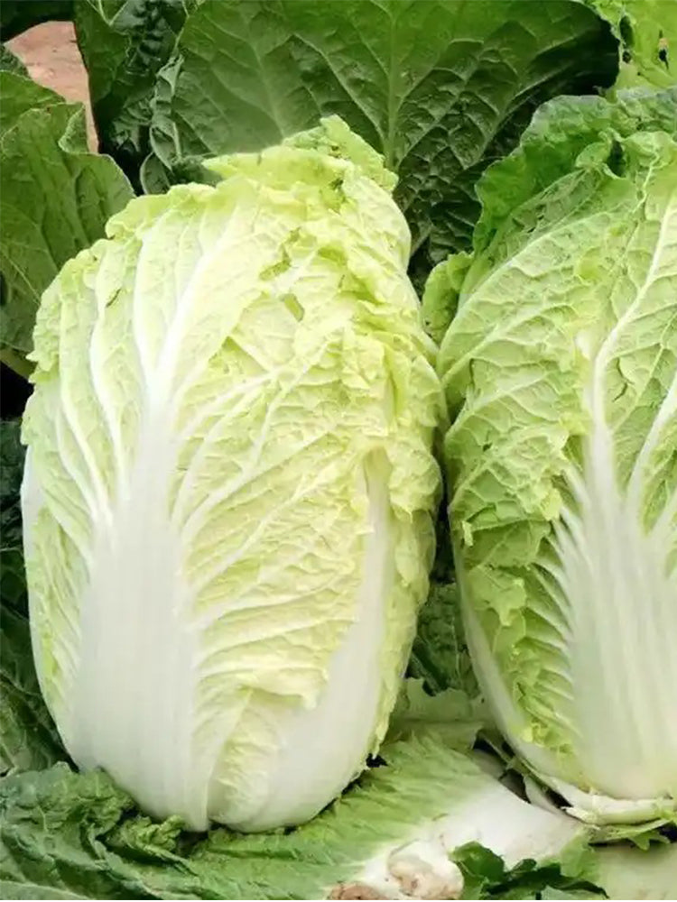 Fengkang 80 Chinese Cabbage