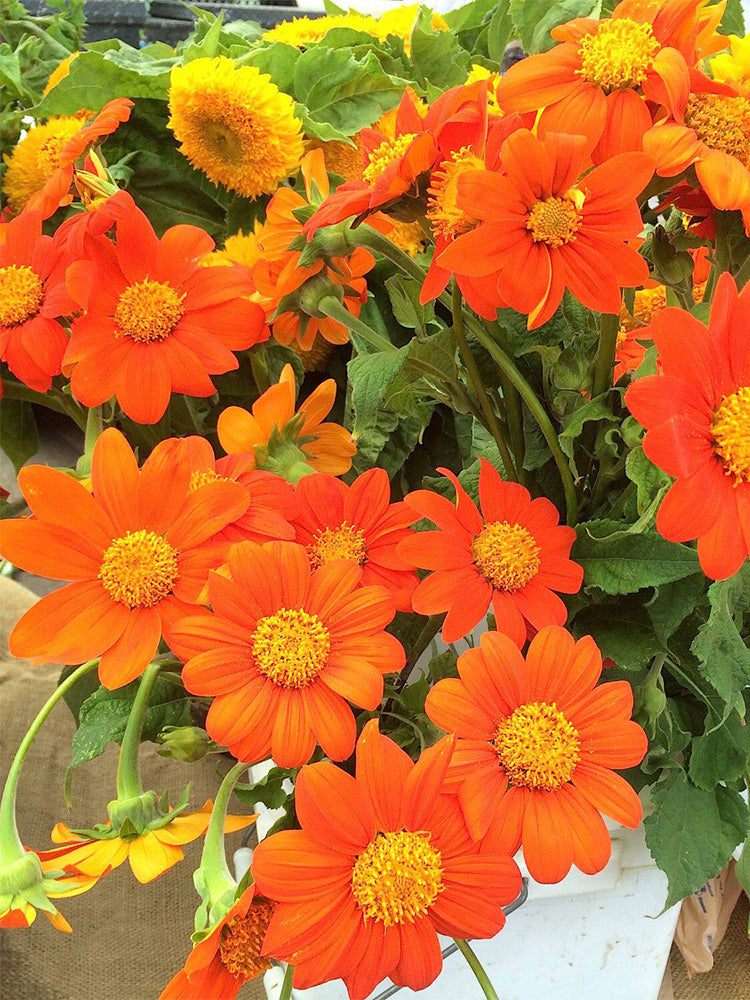 Mexican Sunflower