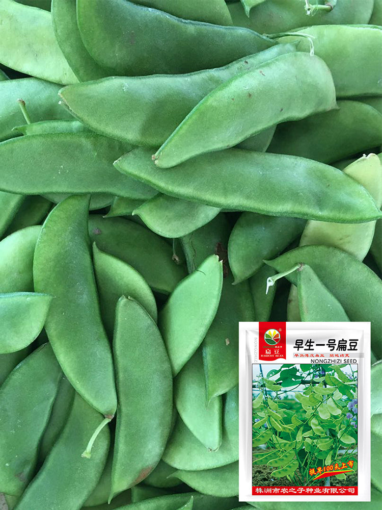 Early-maturing No.1 Hyacinth Beans