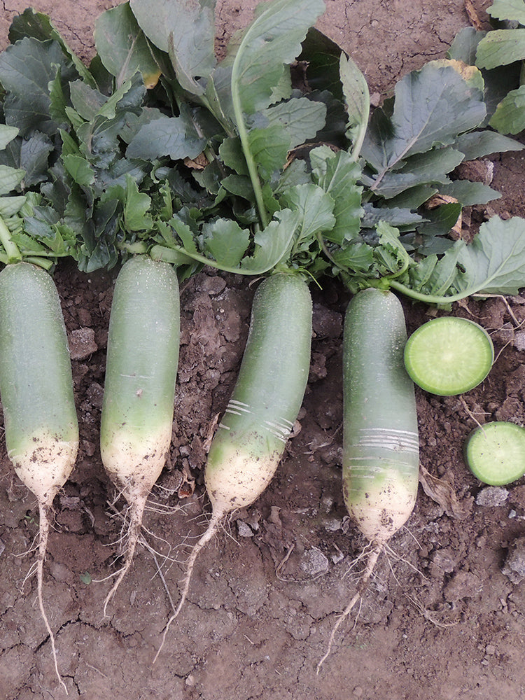 Chinese Green Radishs