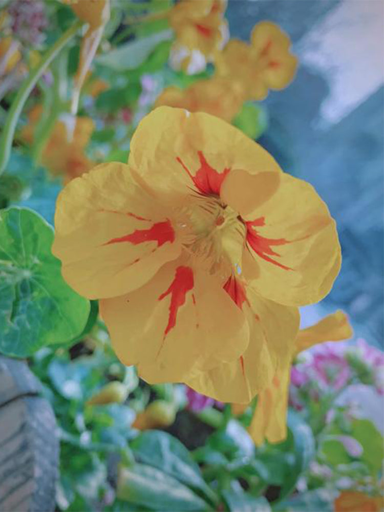 Sunburst' Yellow Nasturtium (Tropaeolum majus)