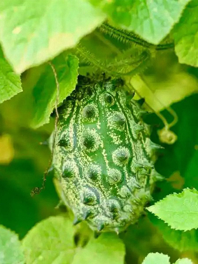 Kiwano Melon