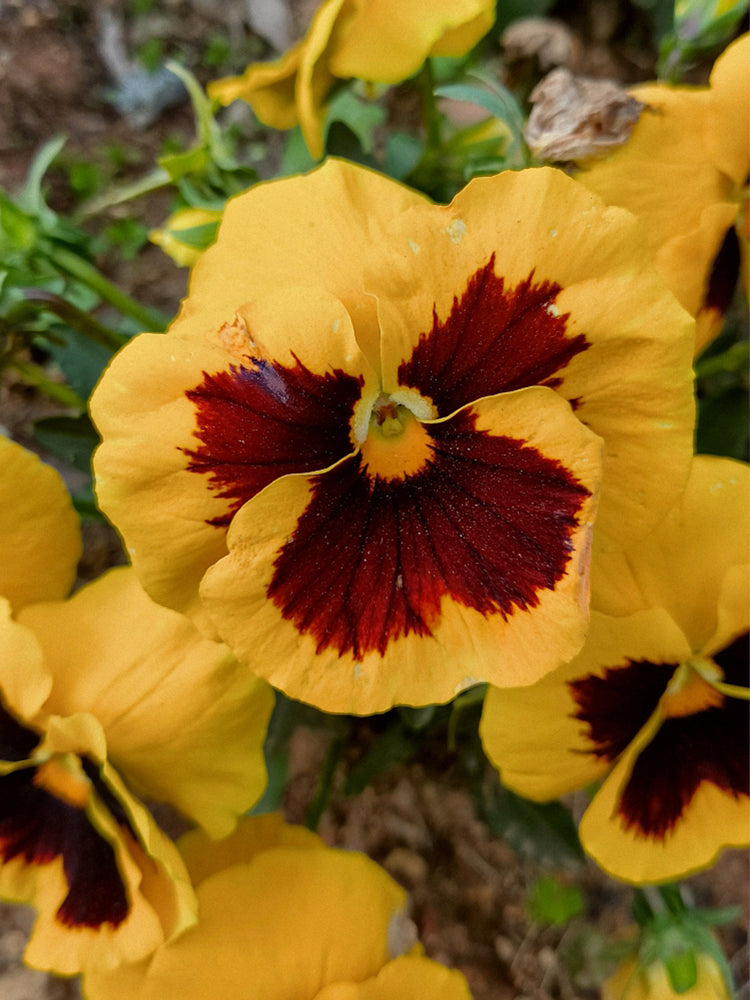 Super Bingo Series Blotched Yellow Pansy (Viola × wittrockiana)