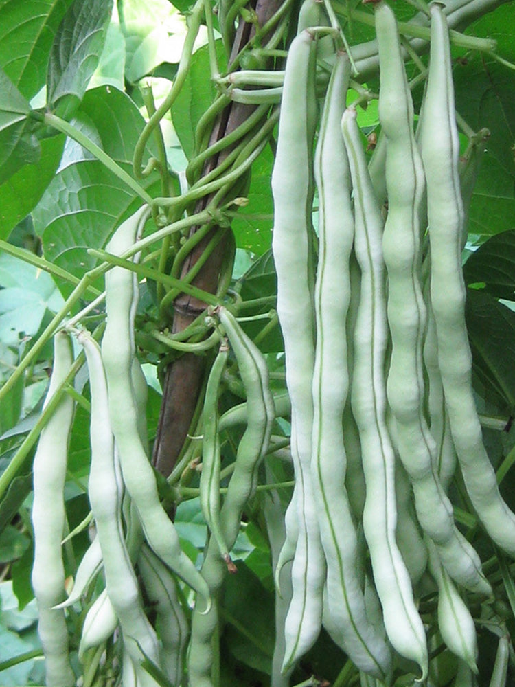 Huajun No.9 Kidney Beans