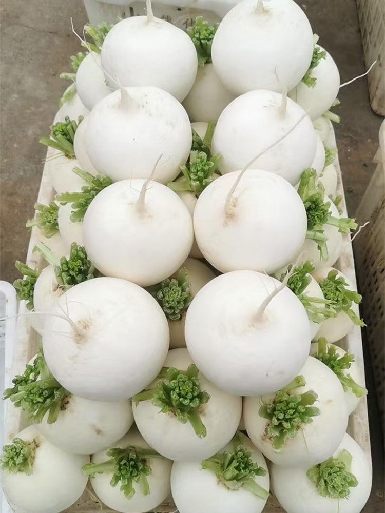 Large Round White Radish F1