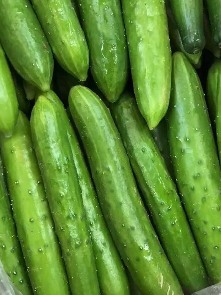 Guangliang No.74 Fruit Cucumbers