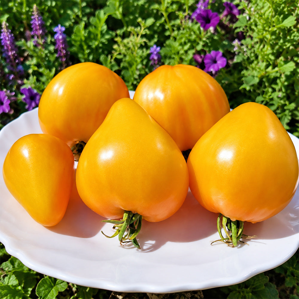 124 Dwarf Gloria's Treat Tomato