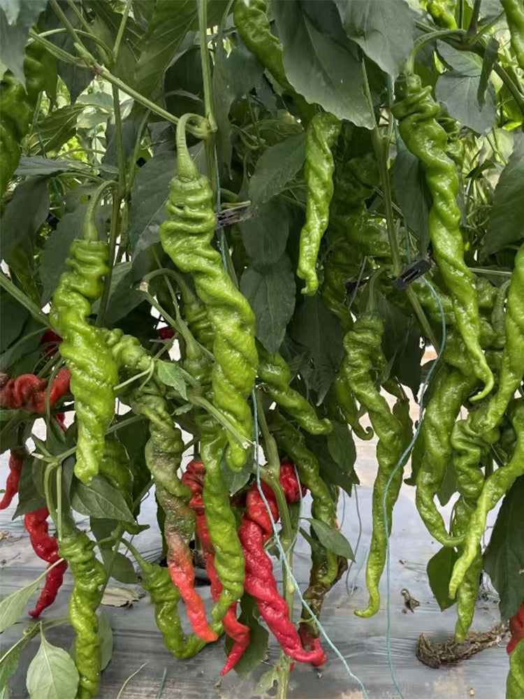 Qinglong Spiral Peppers