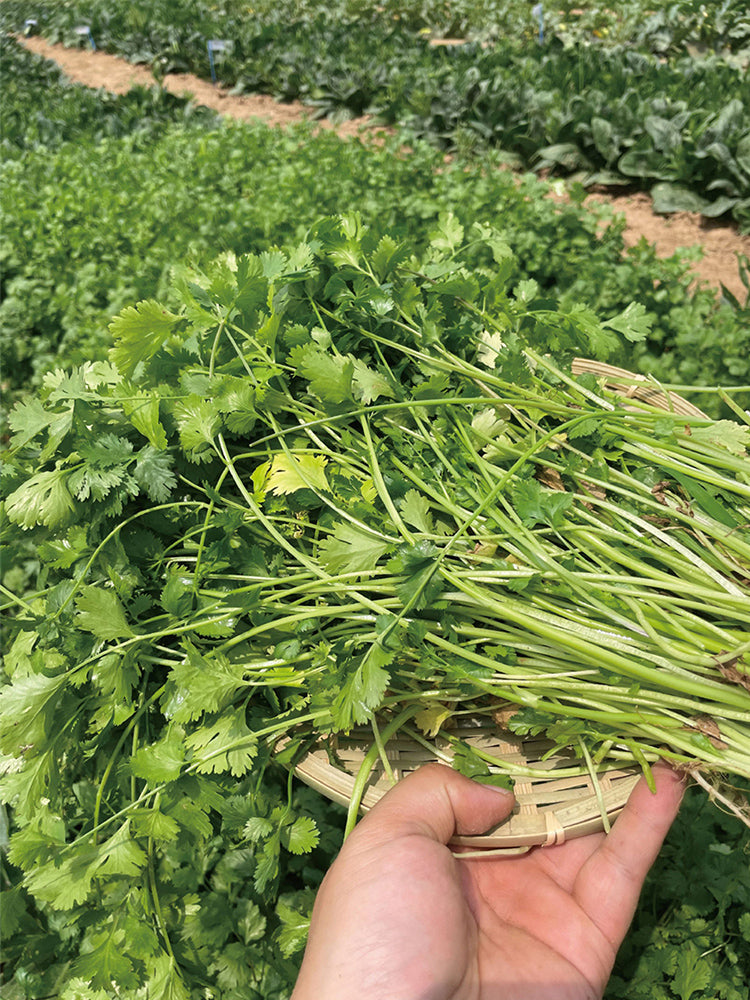 Heat-Tolerant Cilantro