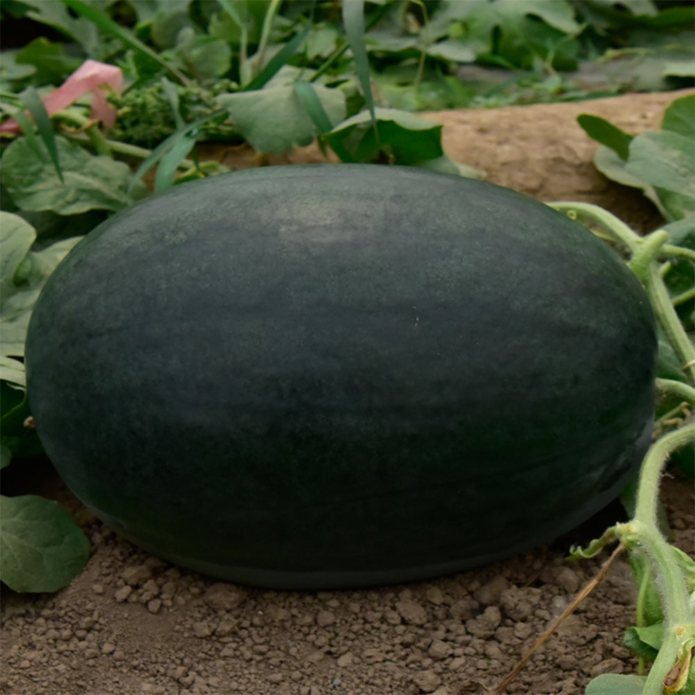 2 Bags (10g / Bag) of 'Black Tyrant' Super-sweet Watermelon Seeds