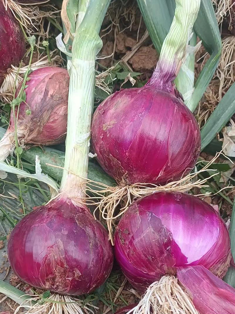 Royal Amethyst' Purple Onions (Allium cepa L.)
