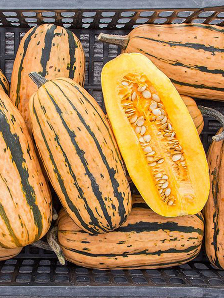 Honey Boat Delicata Squash