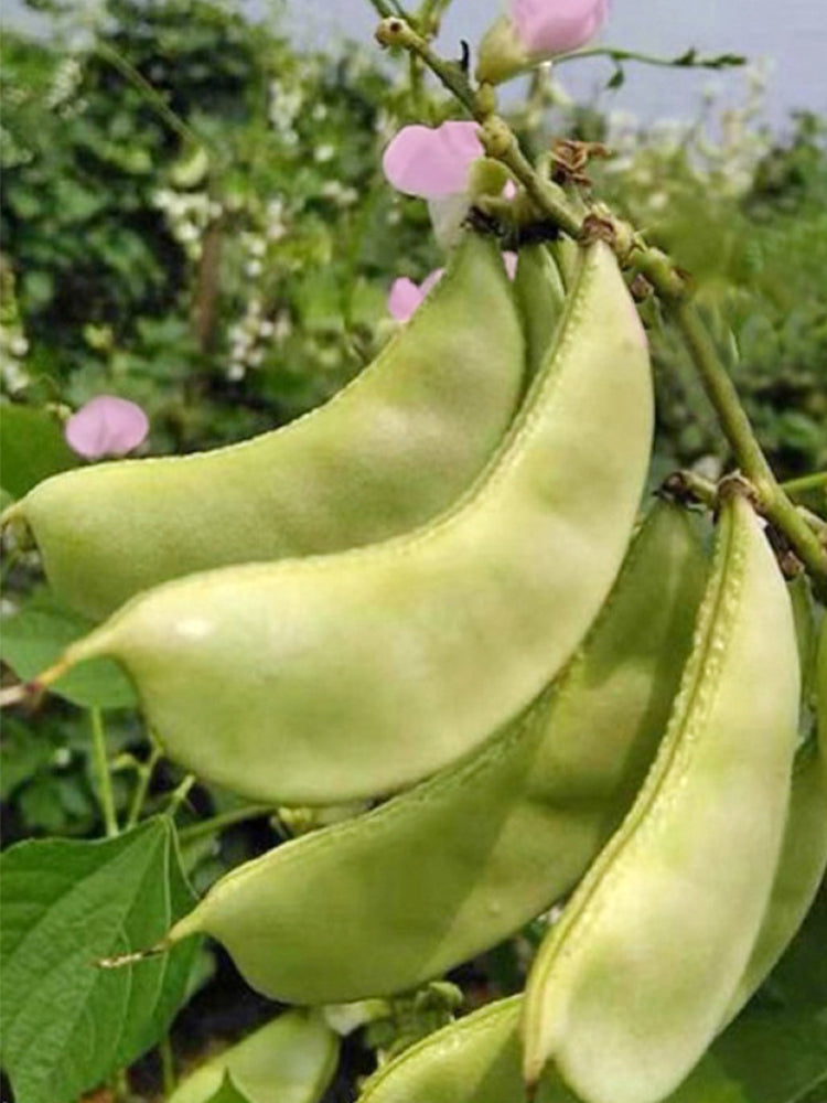 Red-flowered Hyacinth Bean