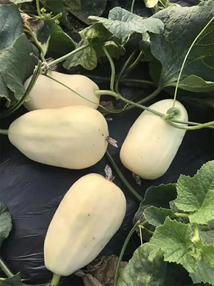 Qingzhou Silver Melons