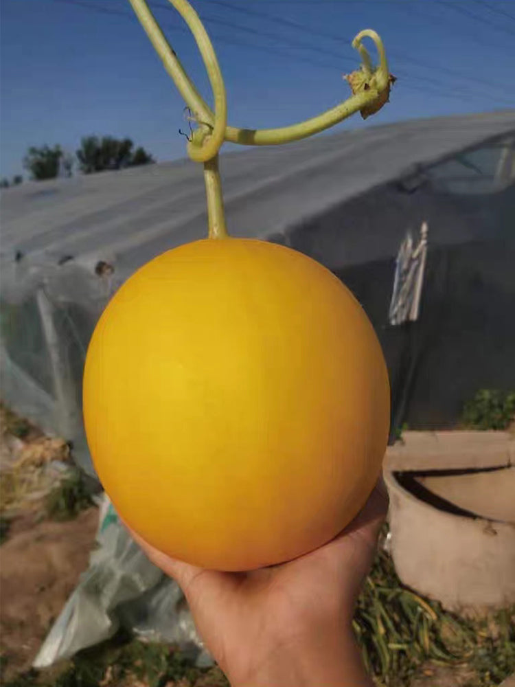 Hongyu Muskmelon