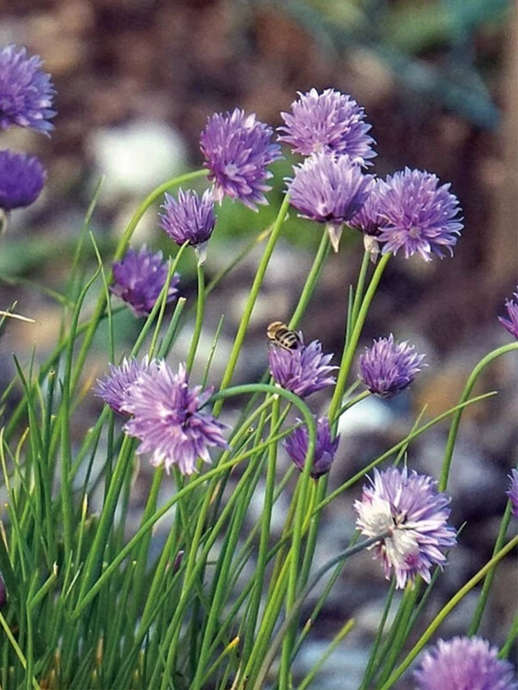 Allium schoenoprasum