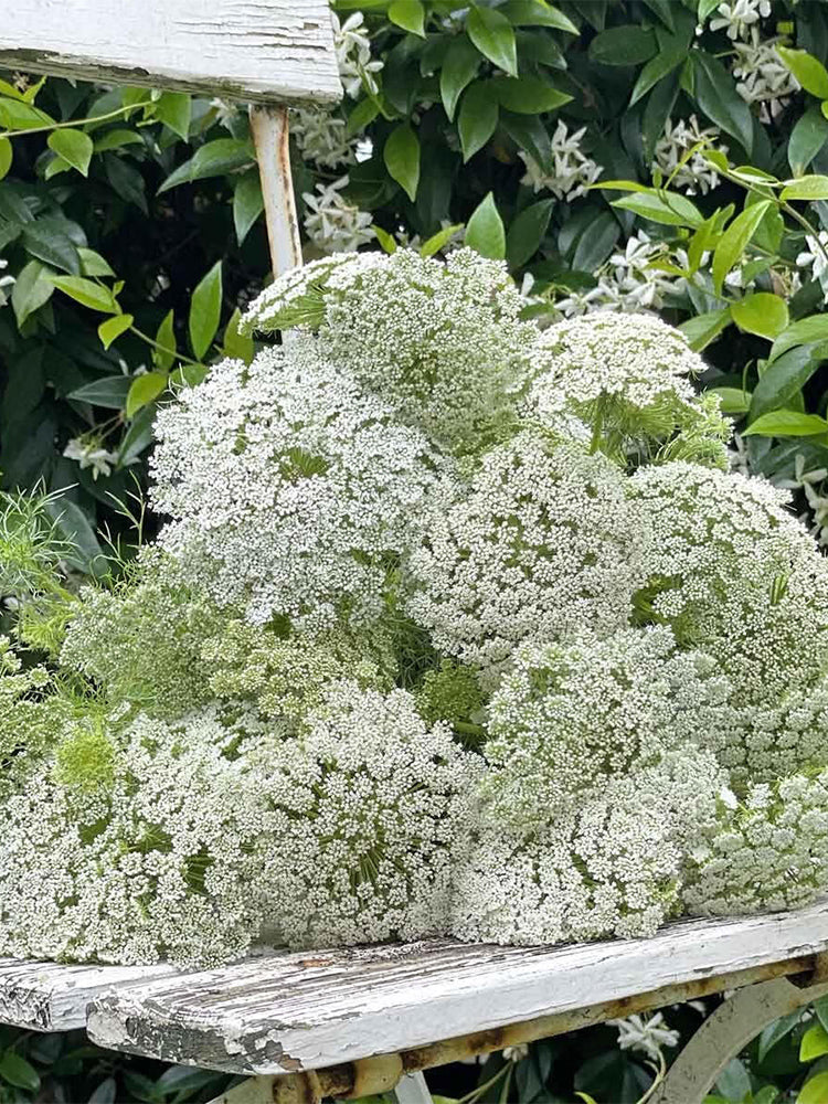 Bishop's Weed (Ammi visnaga)