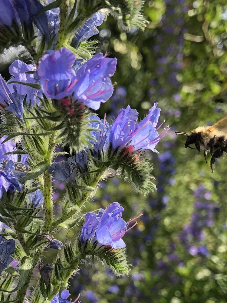 Viper's Bugloss (Echium vulgare)