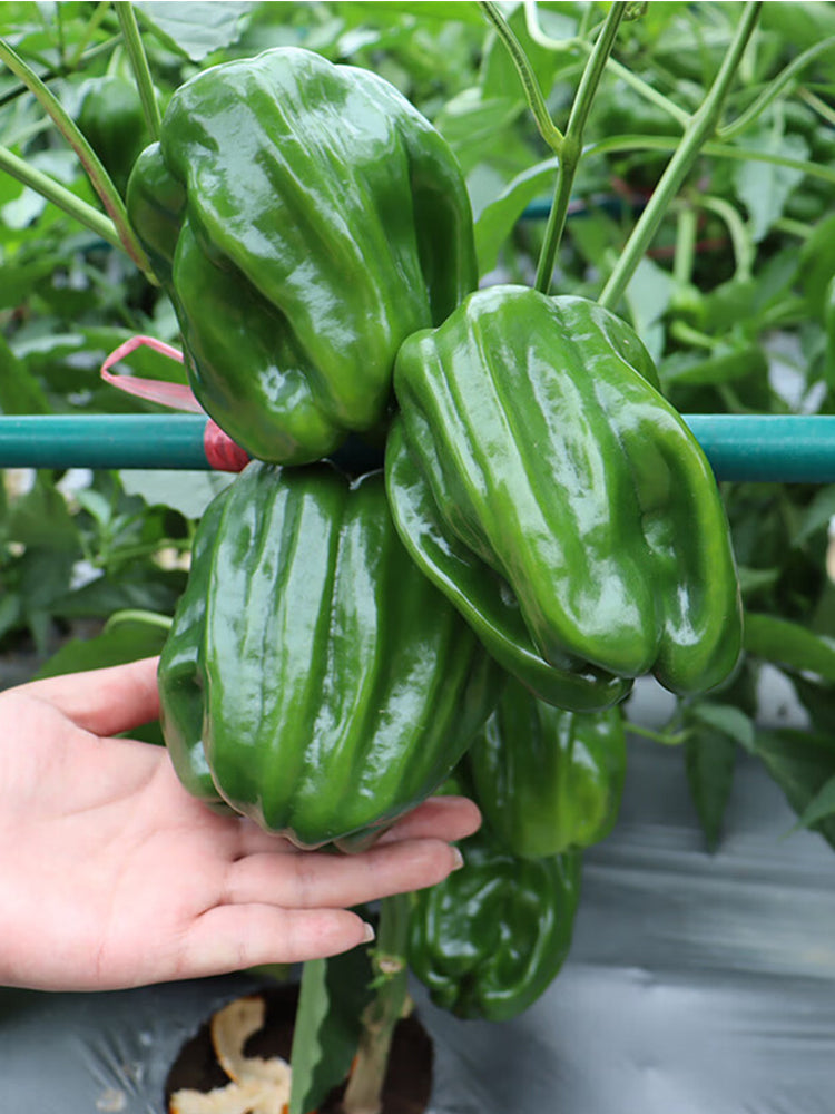 Spicy No.1 Chili Pepper