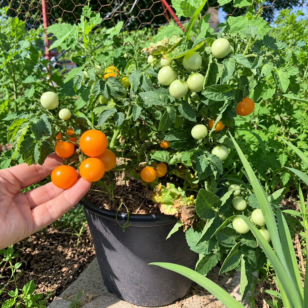203 Jochalos Micro Dwarf Tomato