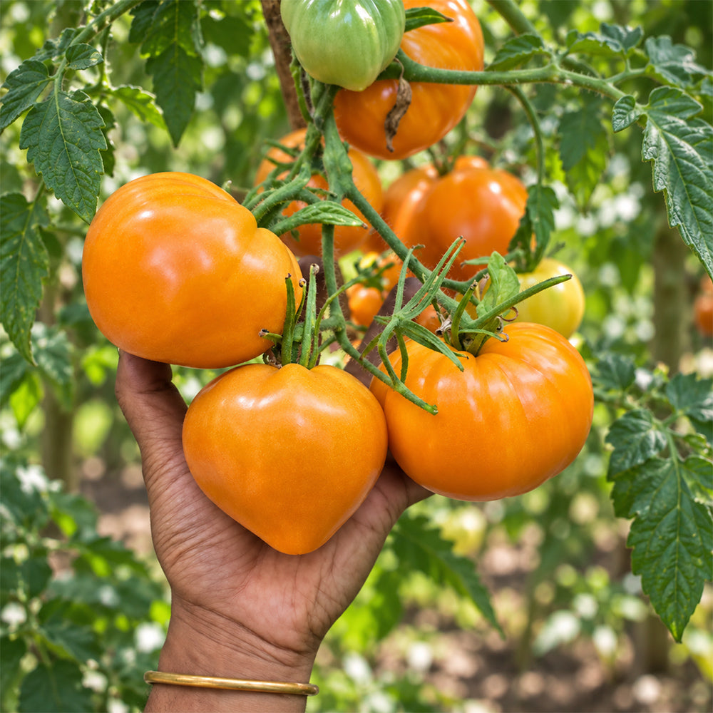 288 Svetlana's Heart Tomato