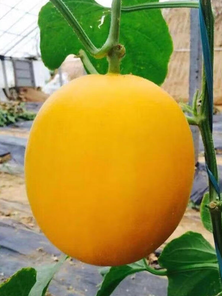 Hongyu Muskmelon