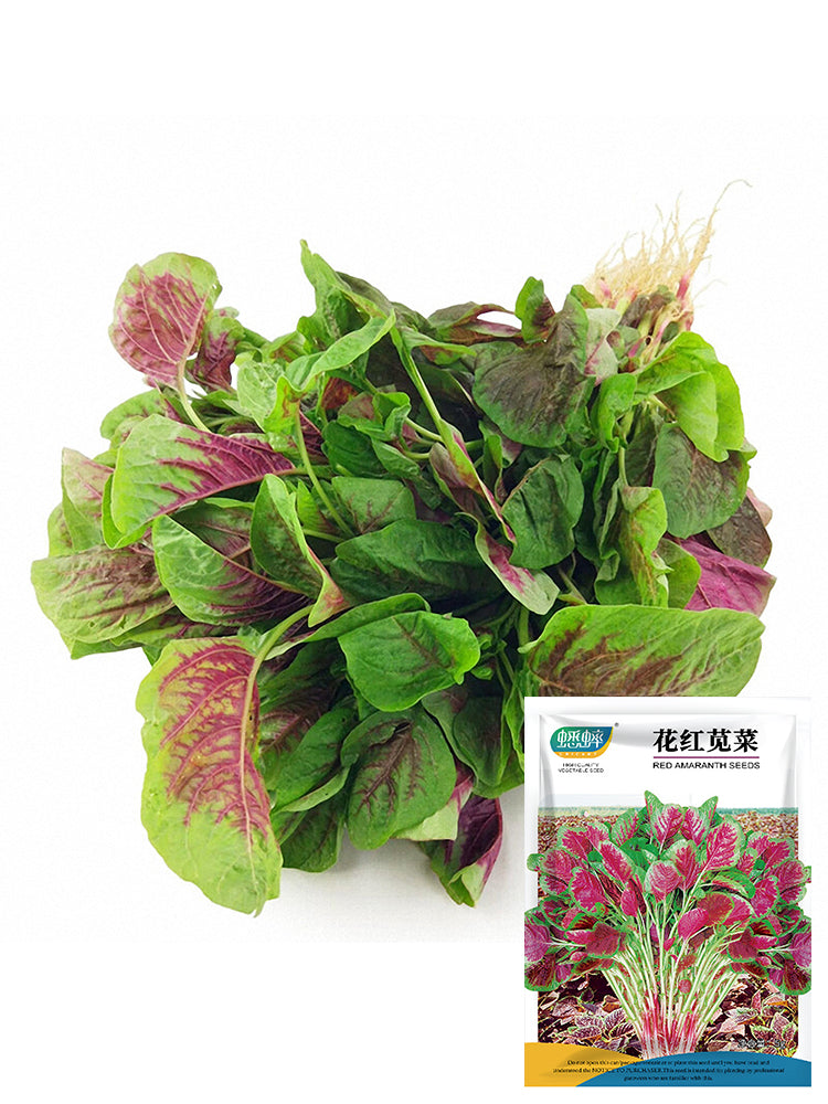 Xishuai Red Amaranth