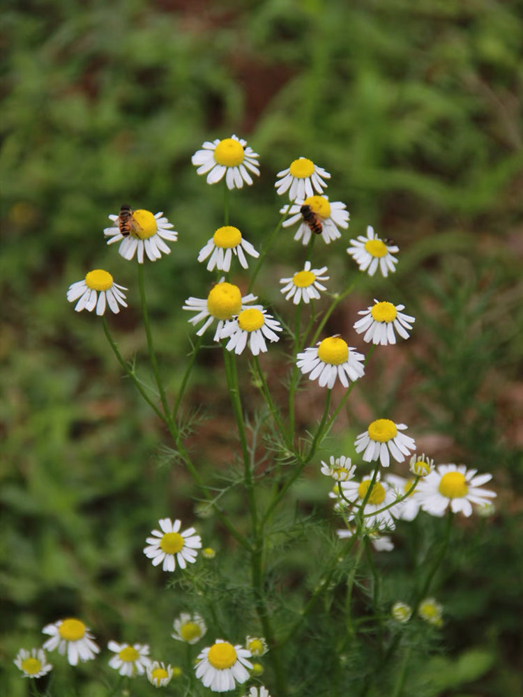 Oxeye Daisy